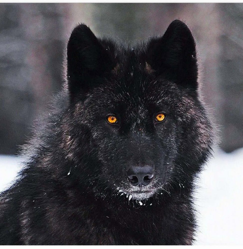 Заведите черного канадского волка