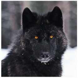 Заведите черного канадского волка