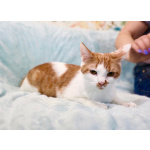 Чупачупс - рыжий обнимательный котик в дар