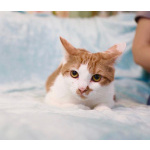 Чупачупс - рыжий обнимательный котик в дар