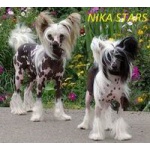 Продаются щенки Китайской хохлатой NIKA STARS