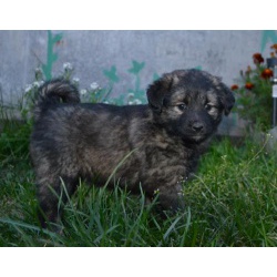Красивая девочка, 3,5 месяца, привита, будет средняя.
