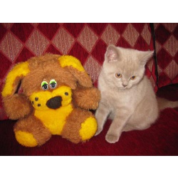 Продам Британские котята gerber-CAT в Брянске