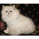 Питомник продаёт персидских котят класса Шоу
