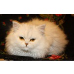 Питомник продаёт персидских котят класса Шоу