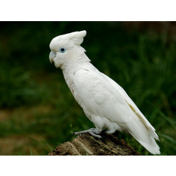 Соломонский какаду (Cacatua ducorpsii) ручные птенцы из питомника.