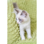 Котёнок Пиксель - голубоглазый красавец в добрые руки