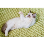 Котёнок Пиксель - голубоглазый красавец в добрые руки