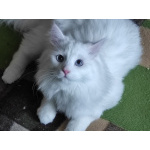 Продаются сибирские коты Дублон, Дукат, Дарик Имбирный пряник.