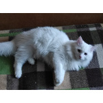 Продаются сибирские коты Дублон, Дукат, Дарик Имбирный пряник.