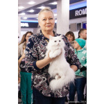Истинная леди сибирская кошка Миледи Ангел Невы