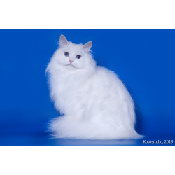 Истинная леди сибирская кошка Миледи Ангел Невы