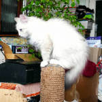 Продается невский маскарадный кот Бамбузе Имбирный пряник.
