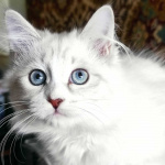 Продается невский маскарадный кот Бамбузе Имбирный пряник.