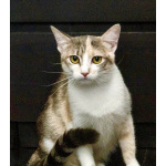 Трехцветная кошка Изюминка в добрые руки