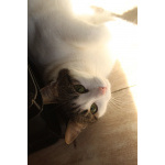 Зеленоглазая нежная красавица-кошка