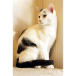 Котик, похожий на сказочного эльфа