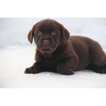 Лабрадор - щенки чёрного и шоколадного окраса