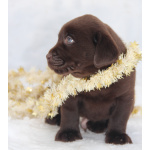 Лабрадор - щенки чёрного и шоколадного окраса