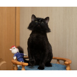 Очаровательный черный котик в дар!