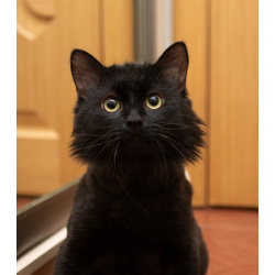 Очаровательный черный котик в дар!