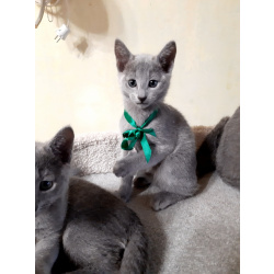 русская голубая котята