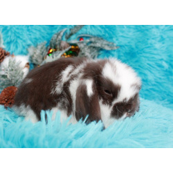 Продажа вислоухих мини-крольчат