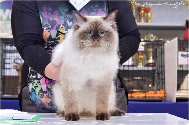 Продаётся невский маскарадный кот Зураб Имбирный пряник.