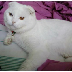 белый вислоухий кот