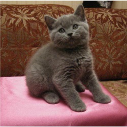 Продаются британские голубые котята