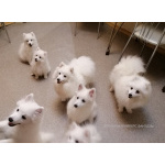 Белоснежные щенки японского шпица
