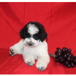 Миниатюрного пуделя щенок мальчик бело-черный арлекин