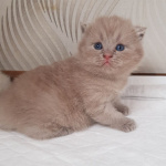 Красивые котята