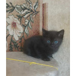 Отдаем котят в добрые руки и маму кошечку