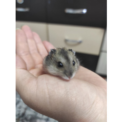 Джунгарик, джунгарский хомяк