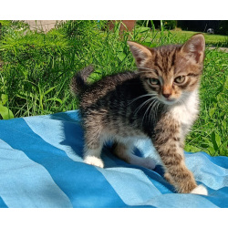 Ласковые котята