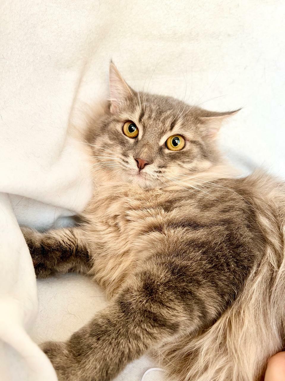 Пепельные коты