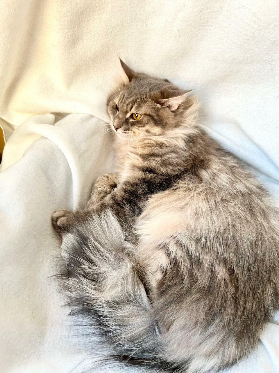 Пепельные коты
