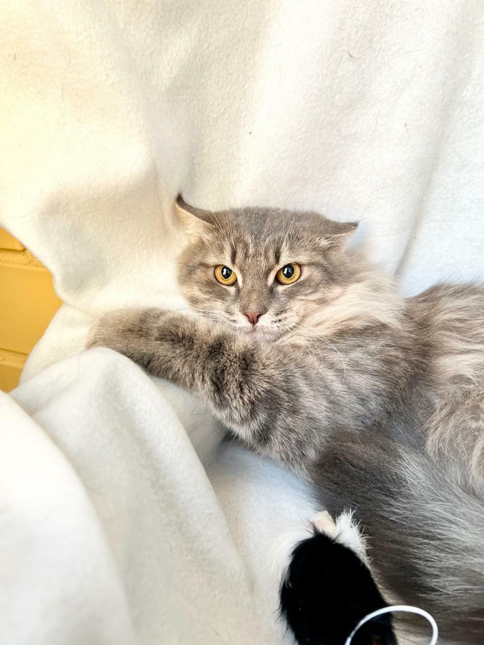 Пепельные коты