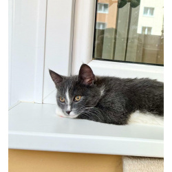 Котенок Фибби в серо - голубой шубке в дар