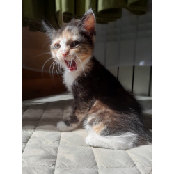 Котёнок богатка