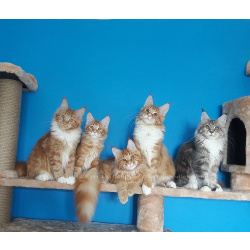 Мейн-Кун котята крупные, ласковые гиганты