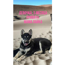 Щенок Лайки