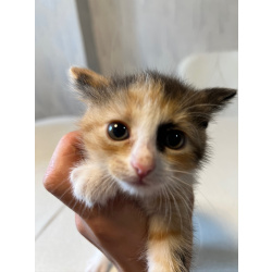 Котята Хайленд фолд