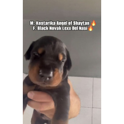 Щенки добермана