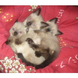 Сиамские котята 1,5 месяца