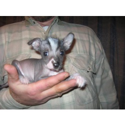 Щенок мексиканской голой собачки (КСОЛО) миниатюрный мальчик