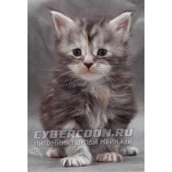 Питомник Maine Coon предлагает элитных котят