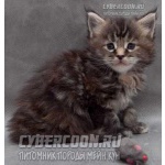 Питомник Maine Coon предлагает элитных котят