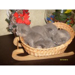 шотланские котята.